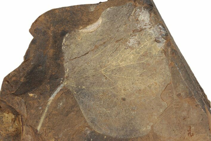 Paleocene Fossil Leaf (Cocculus) - North Dakota #189438